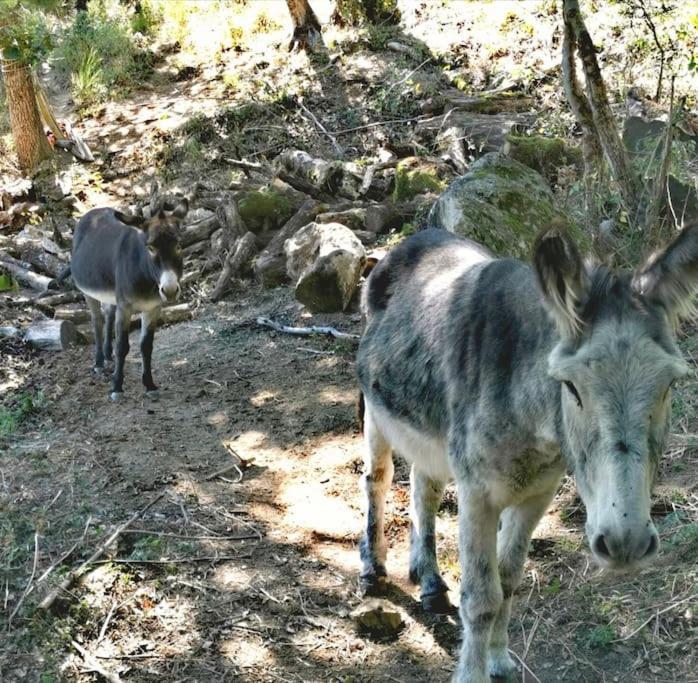 Gite Les Cadichons De La Grange Saint-Péray Eksteriør billede